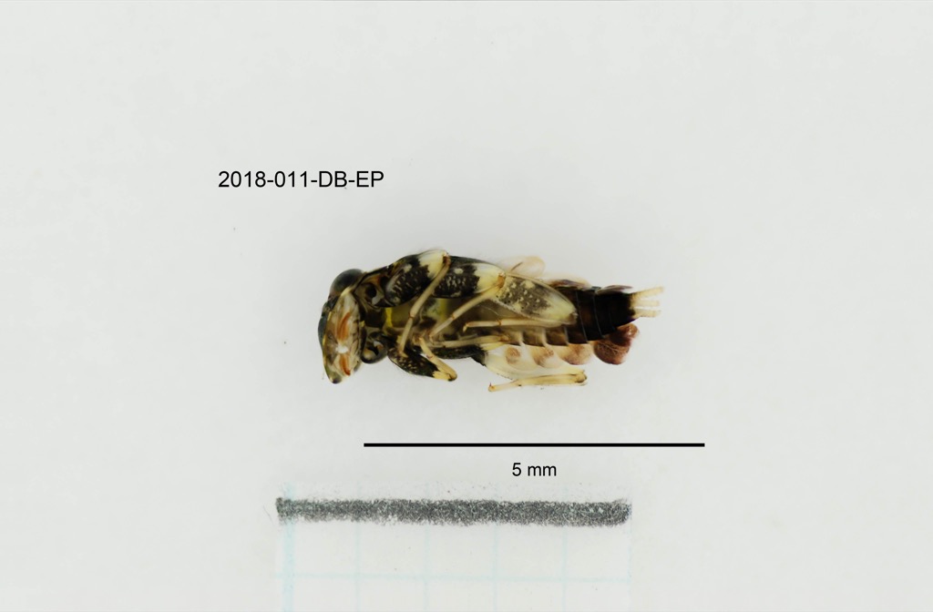 ventral