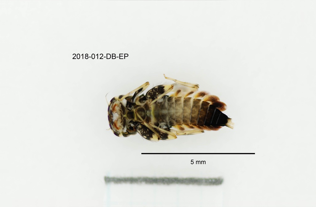 ventral