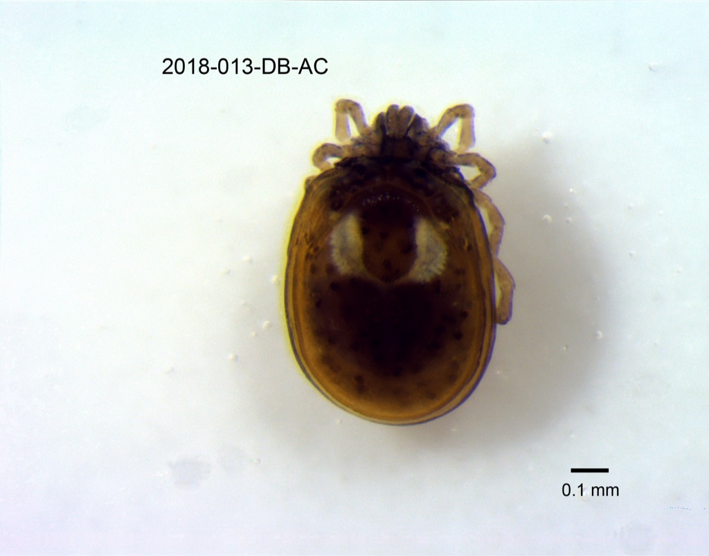 dorsal