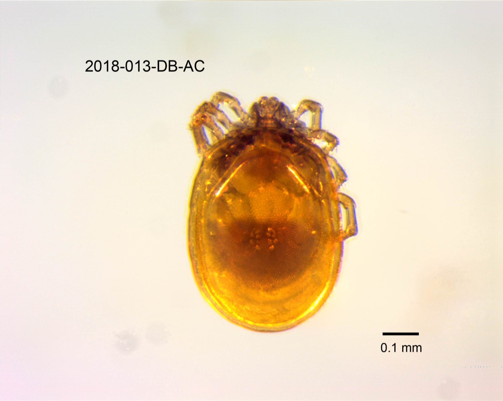 dorsal