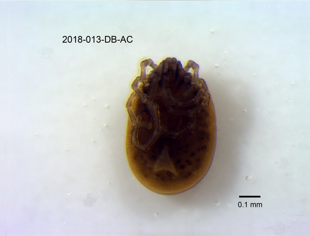 ventral