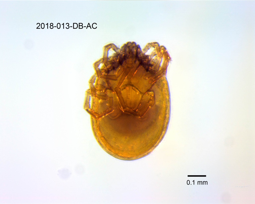 ventral