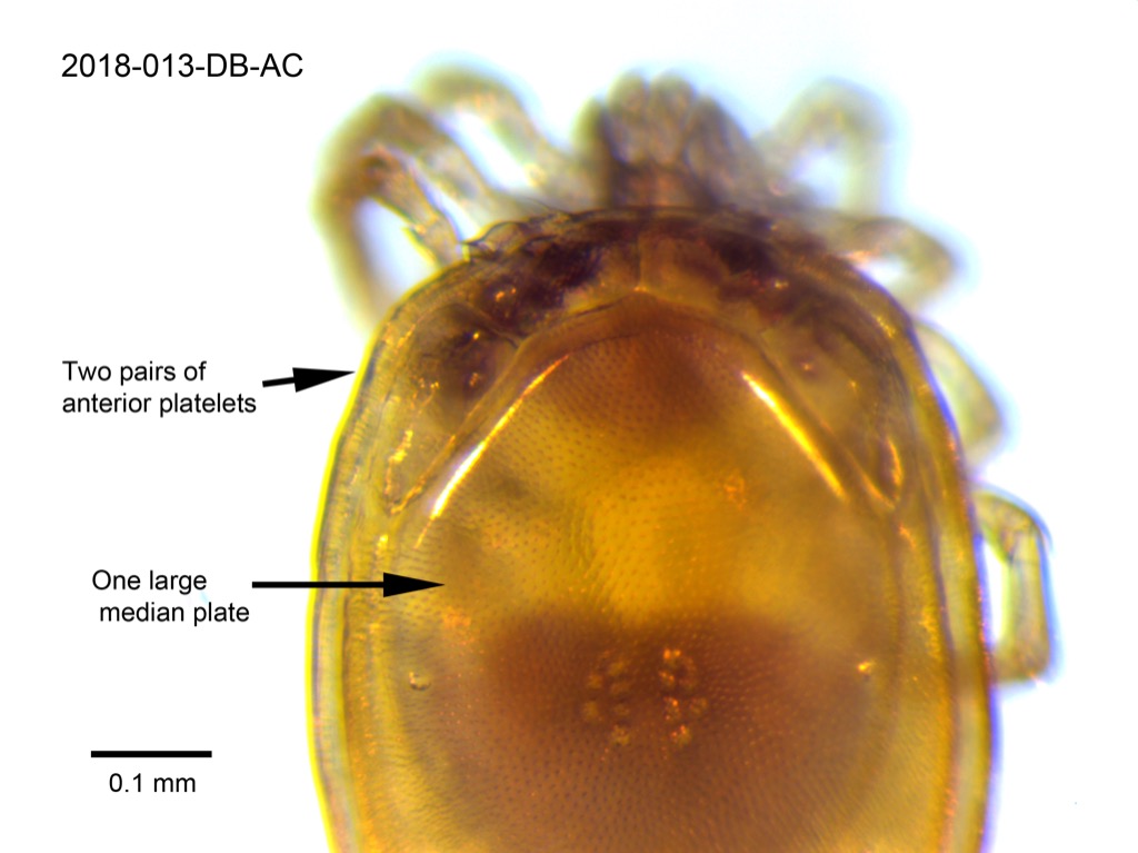dorsal shield dorsal