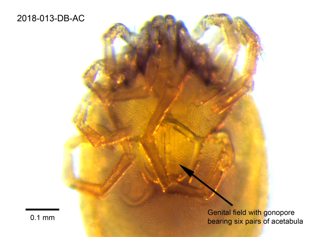 genital field ventral