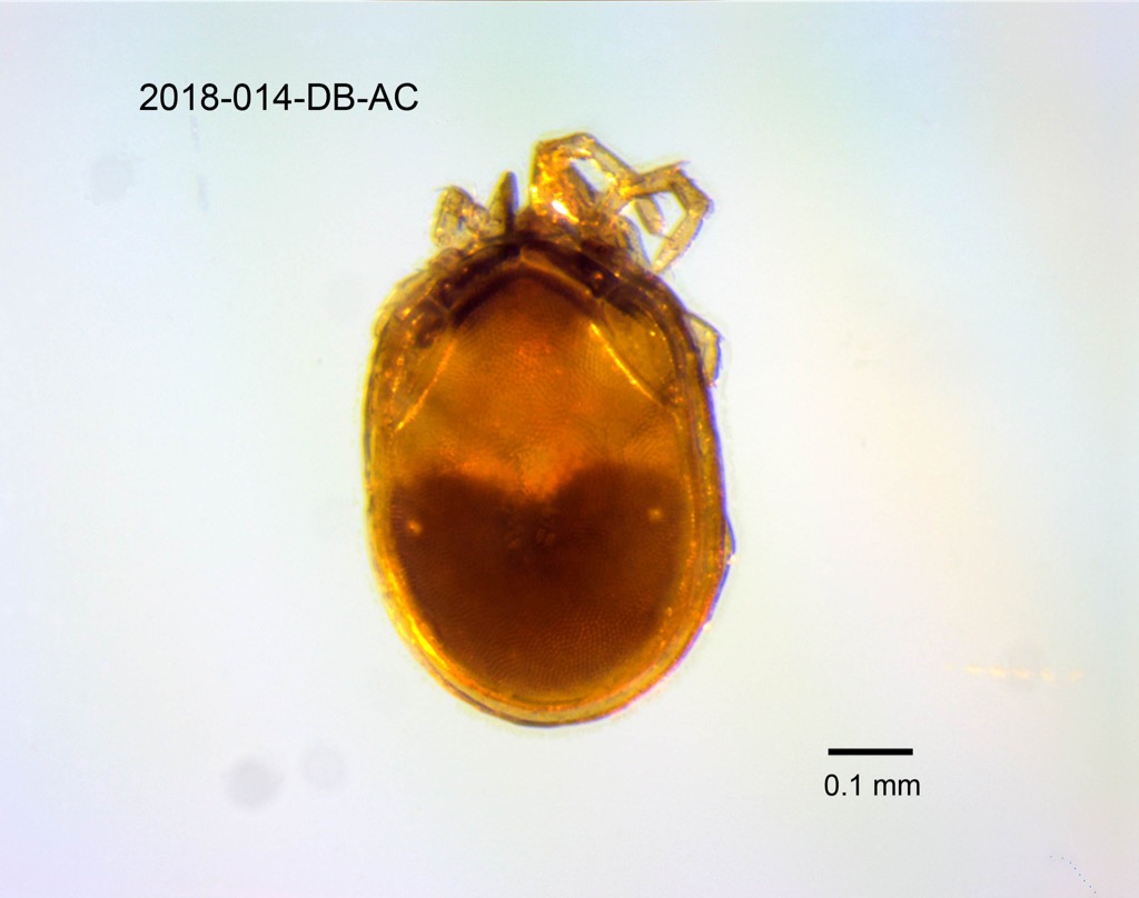 dorsal