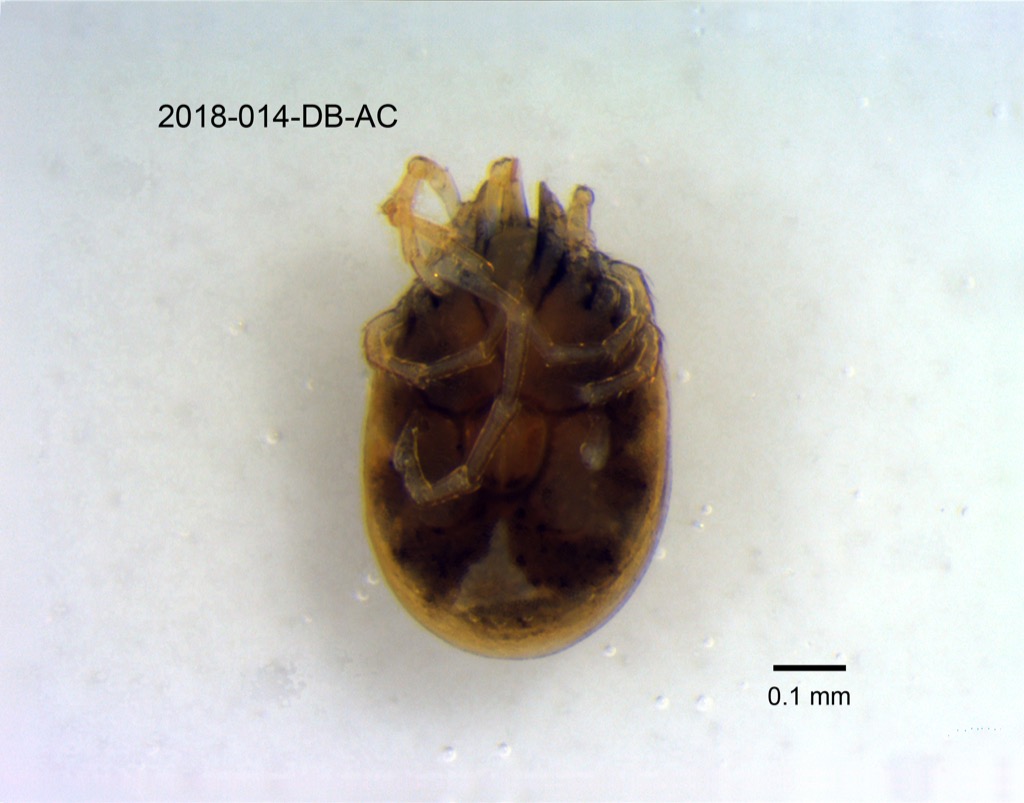 ventral