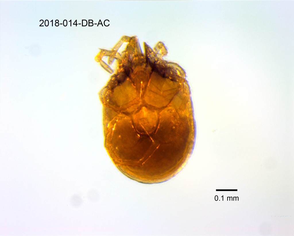 ventral