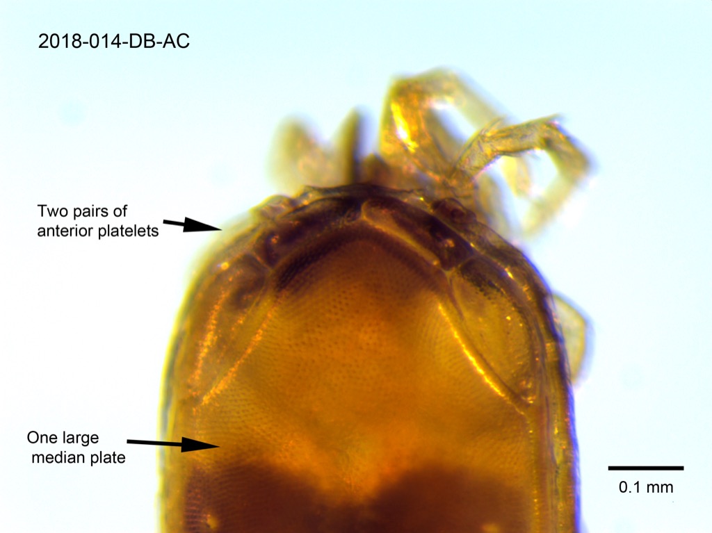 dorsal shield dorsal