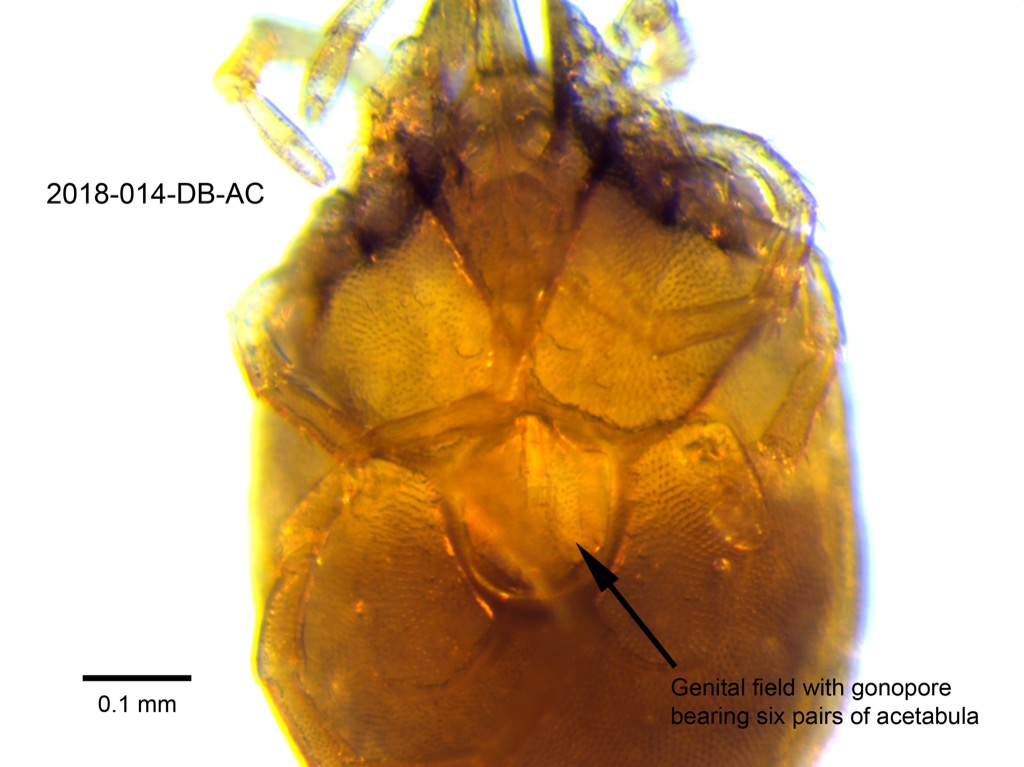 genital field ventral
