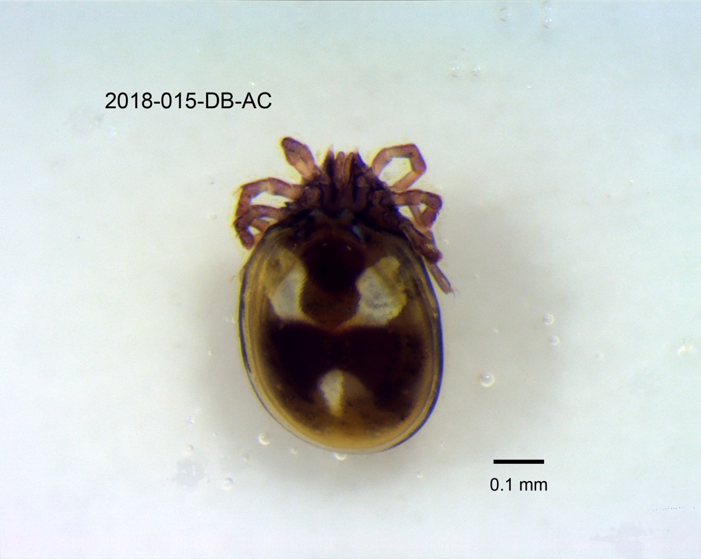dorsal