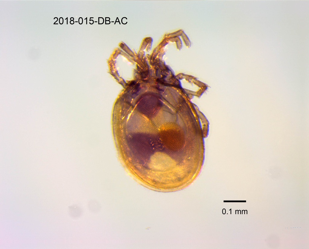 dorsal