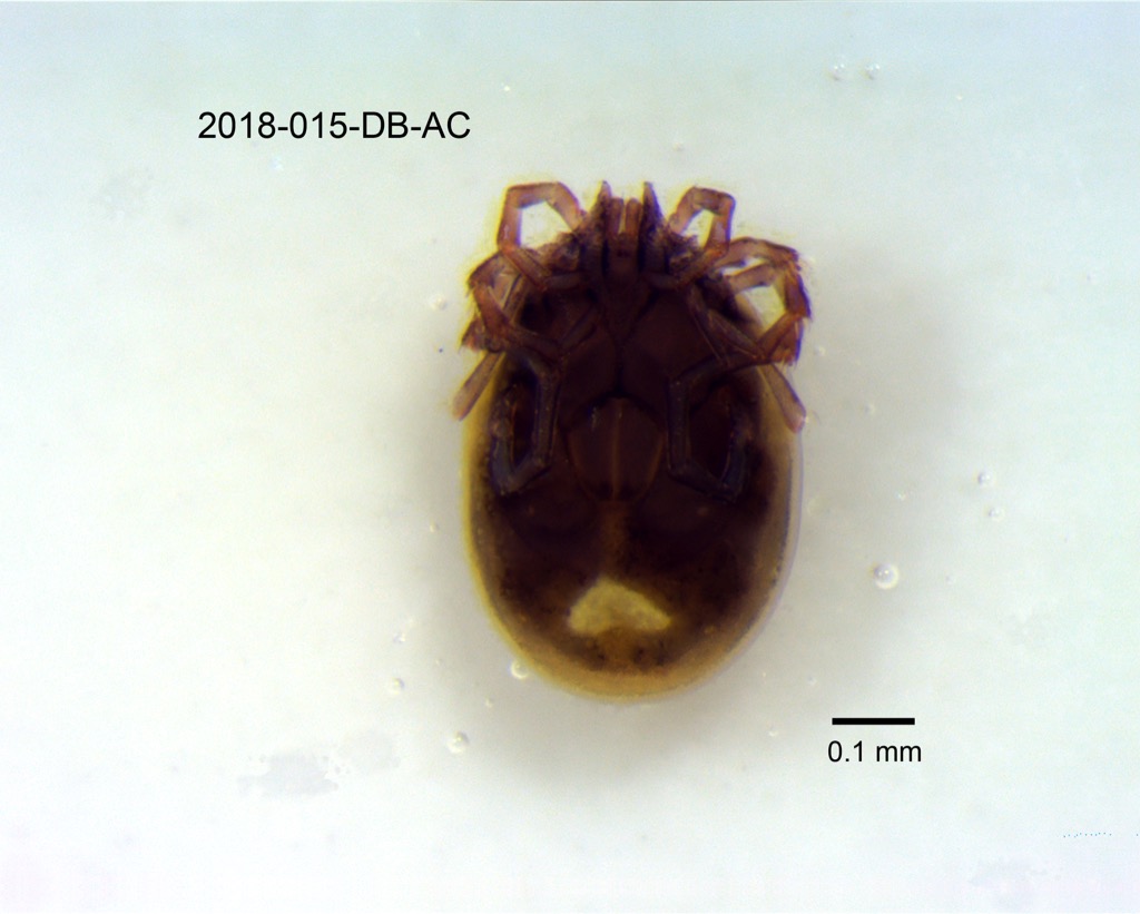 ventral