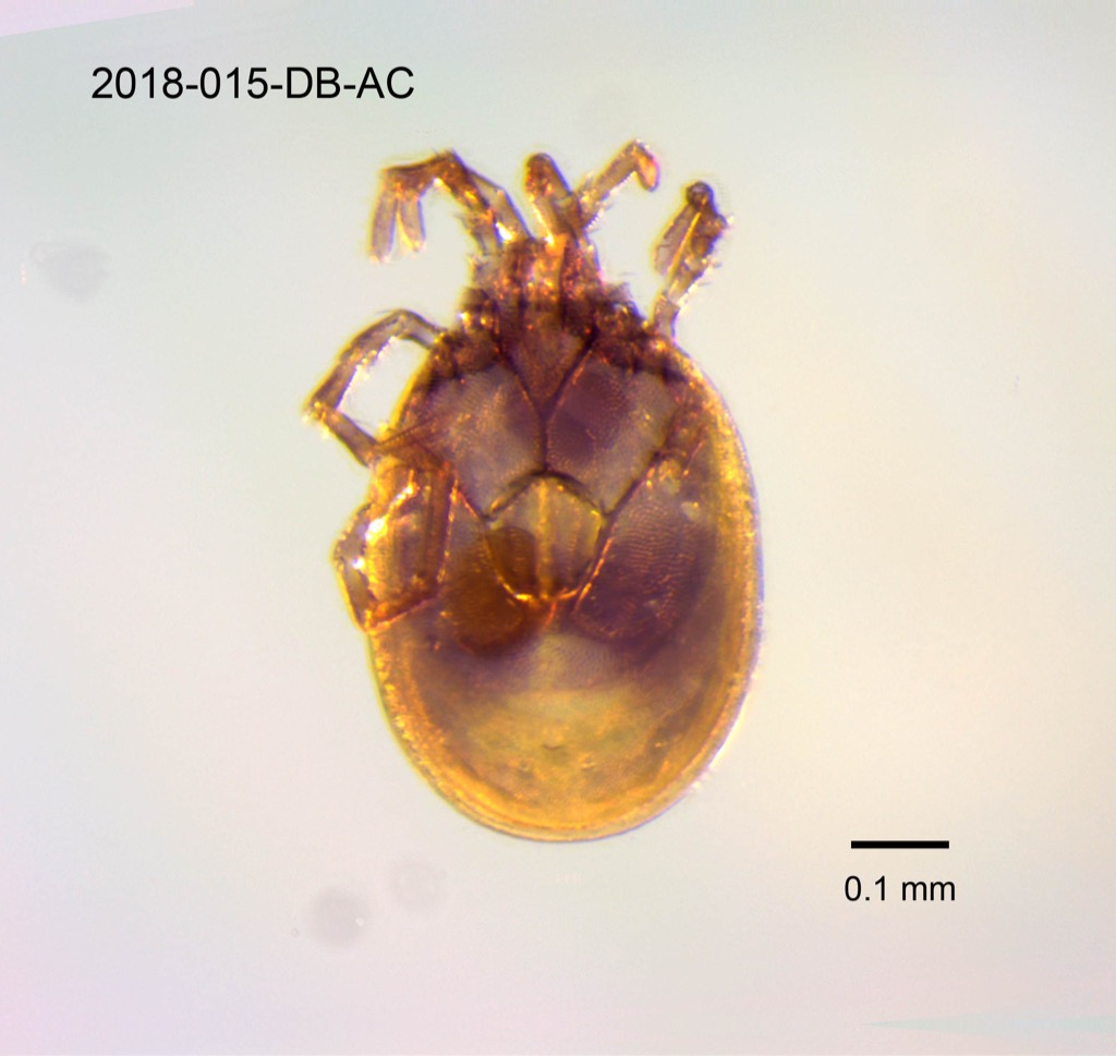 ventral