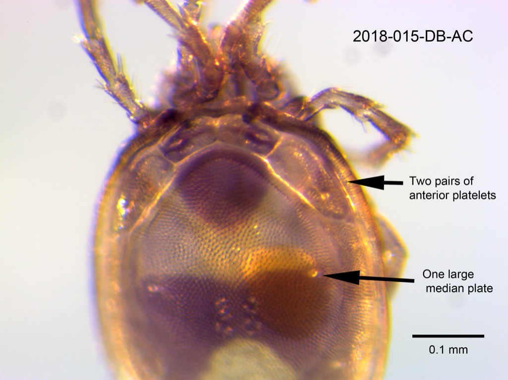 dorsal shield dorsal