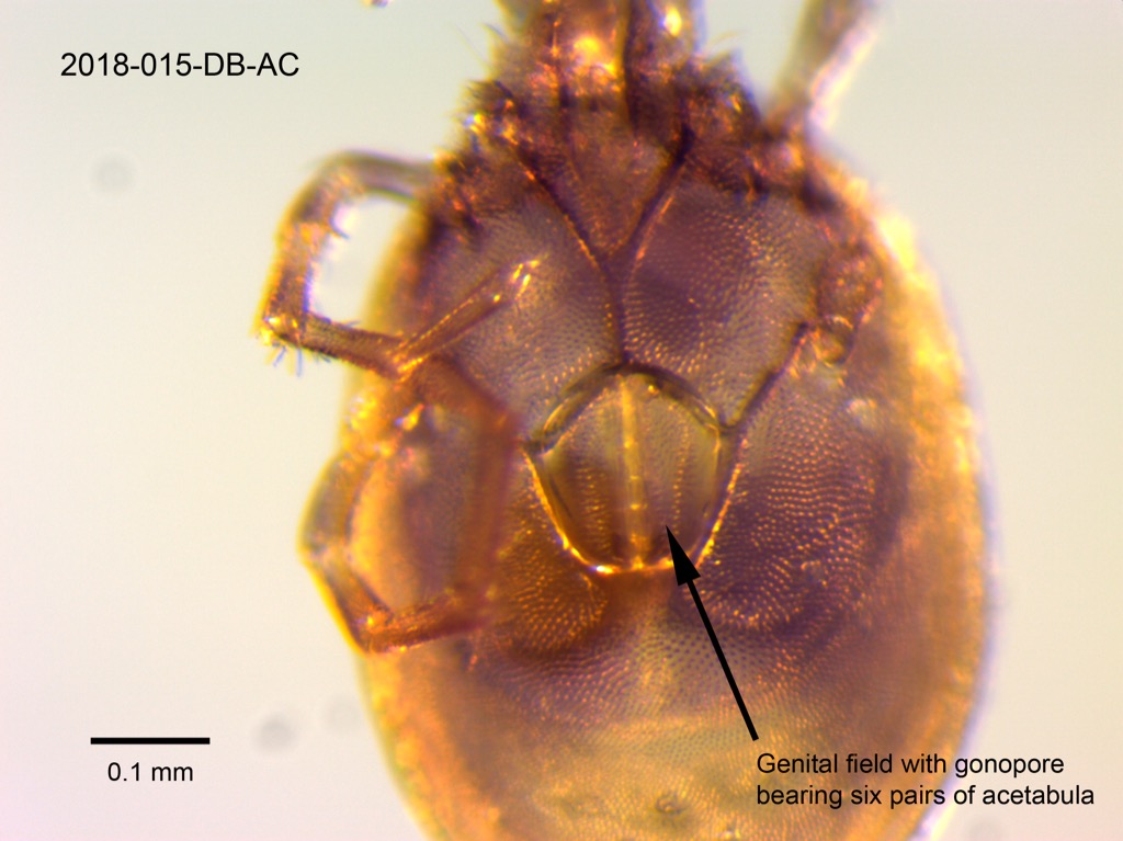 genital field ventral