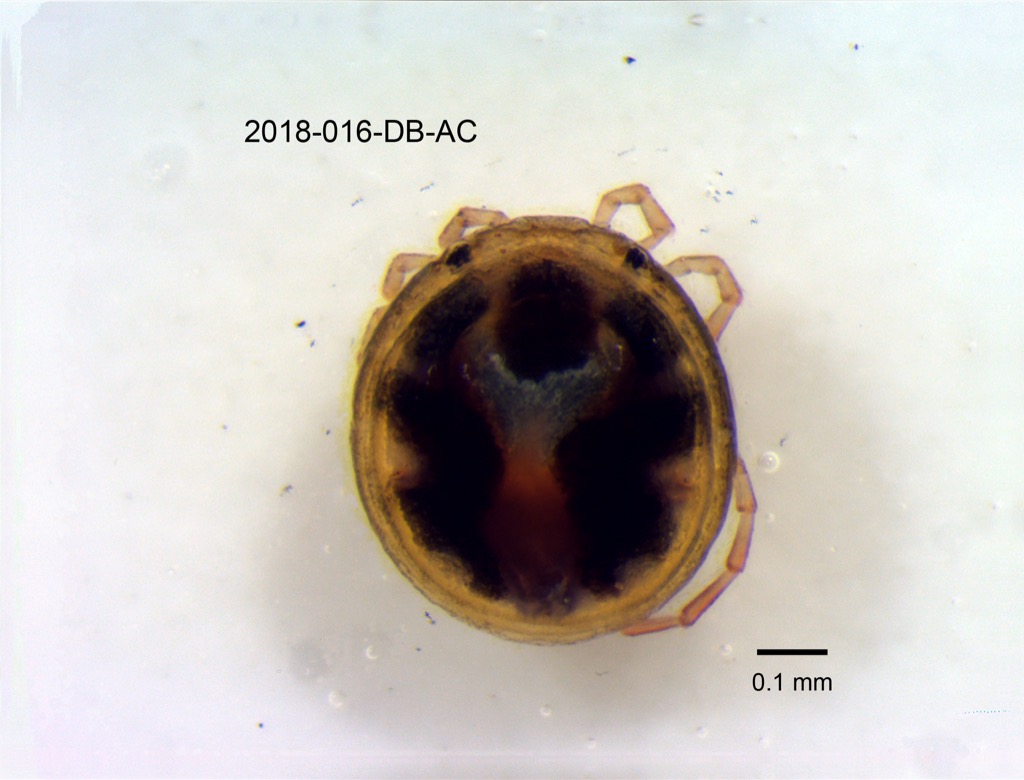 dorsal