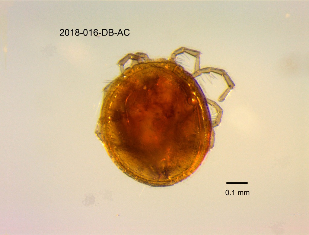 dorsal