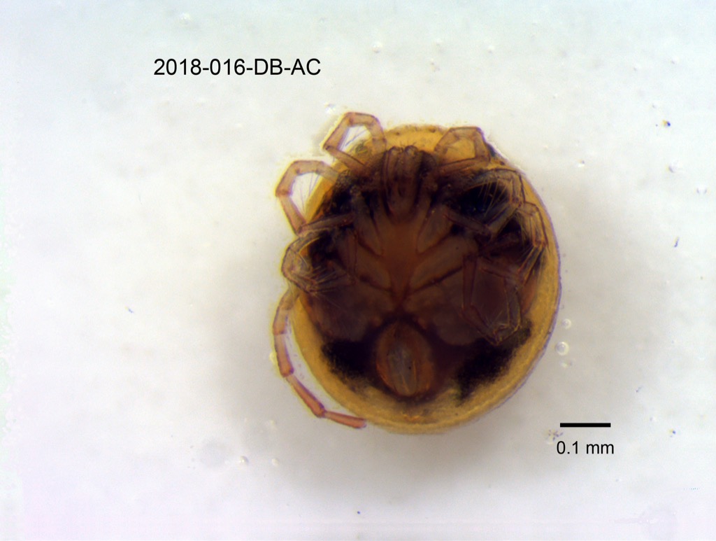 ventral
