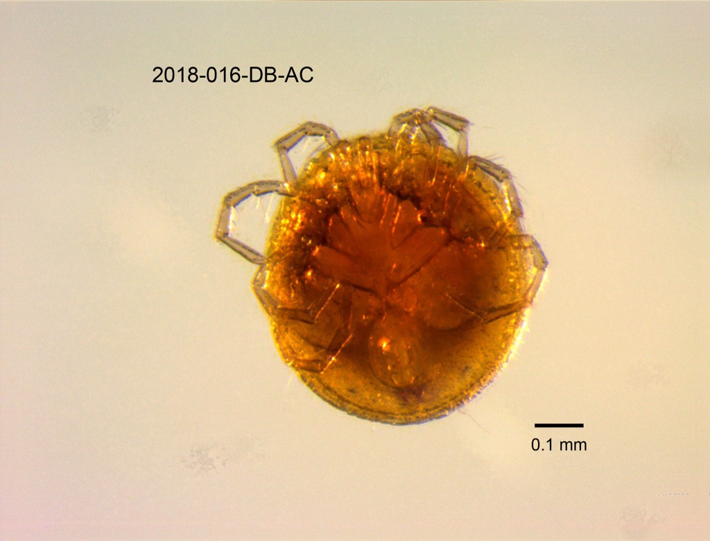 ventral