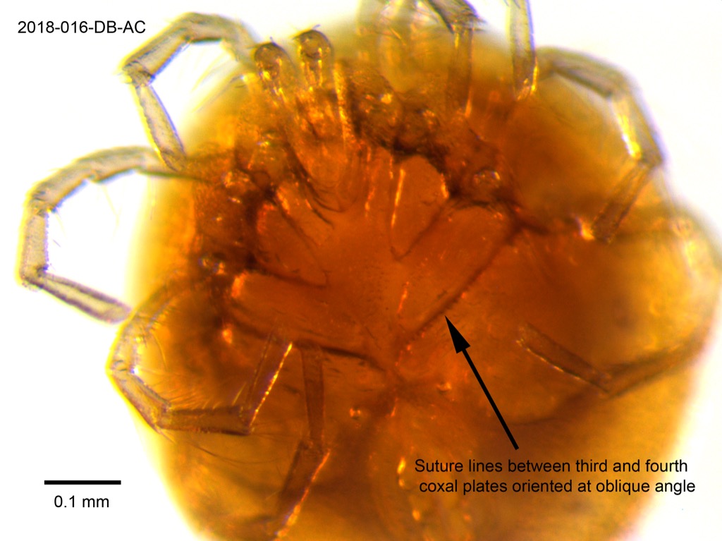 coxal plates ventral