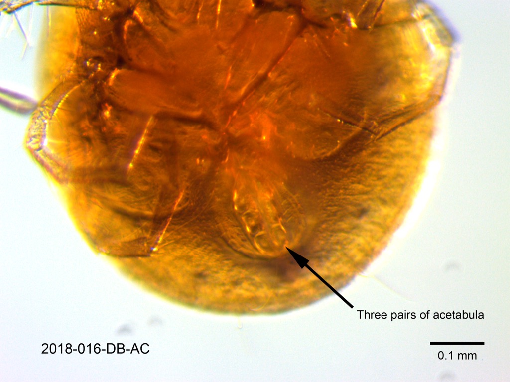 genital field ventral