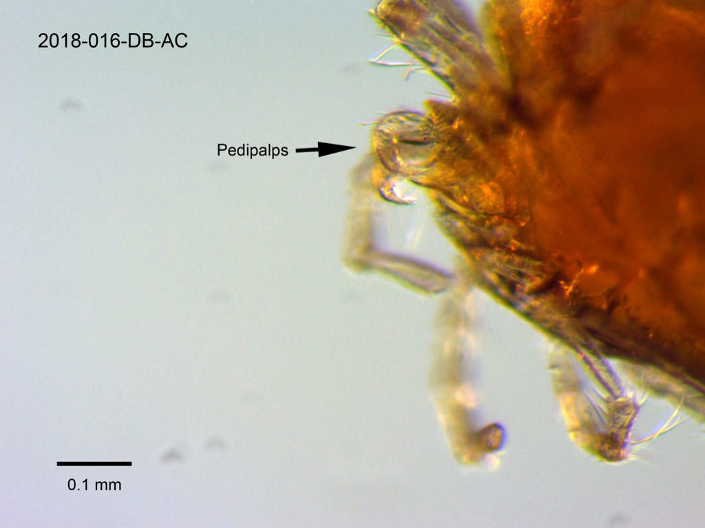 pedipalps lateral