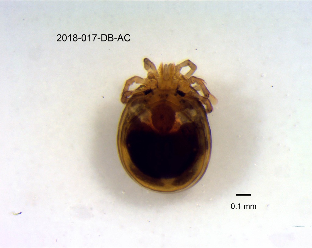 dorsal