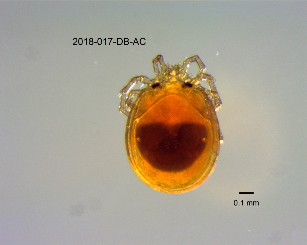 dorsal