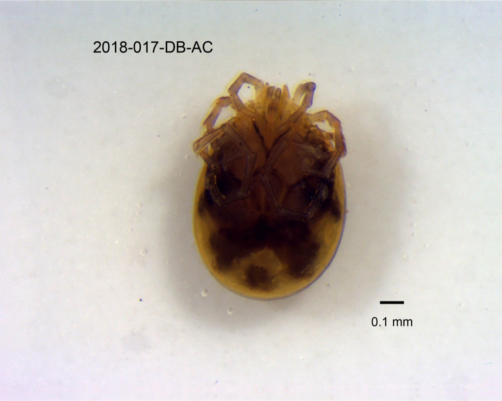ventral