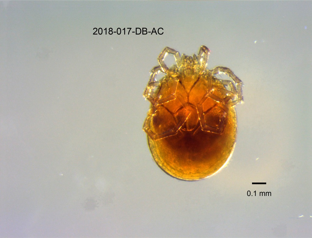 ventral