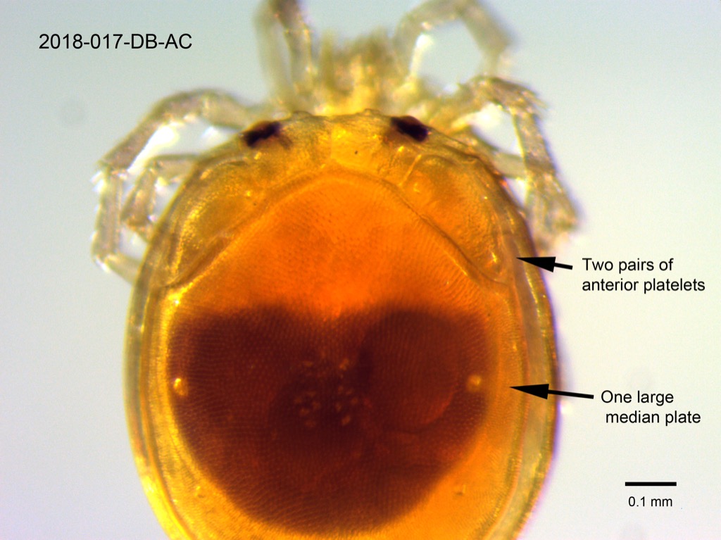 dorsal shield dorsal
