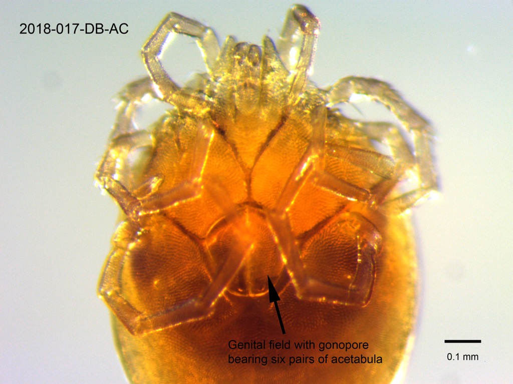 genital field ventral