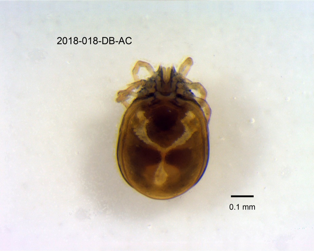 dorsal
