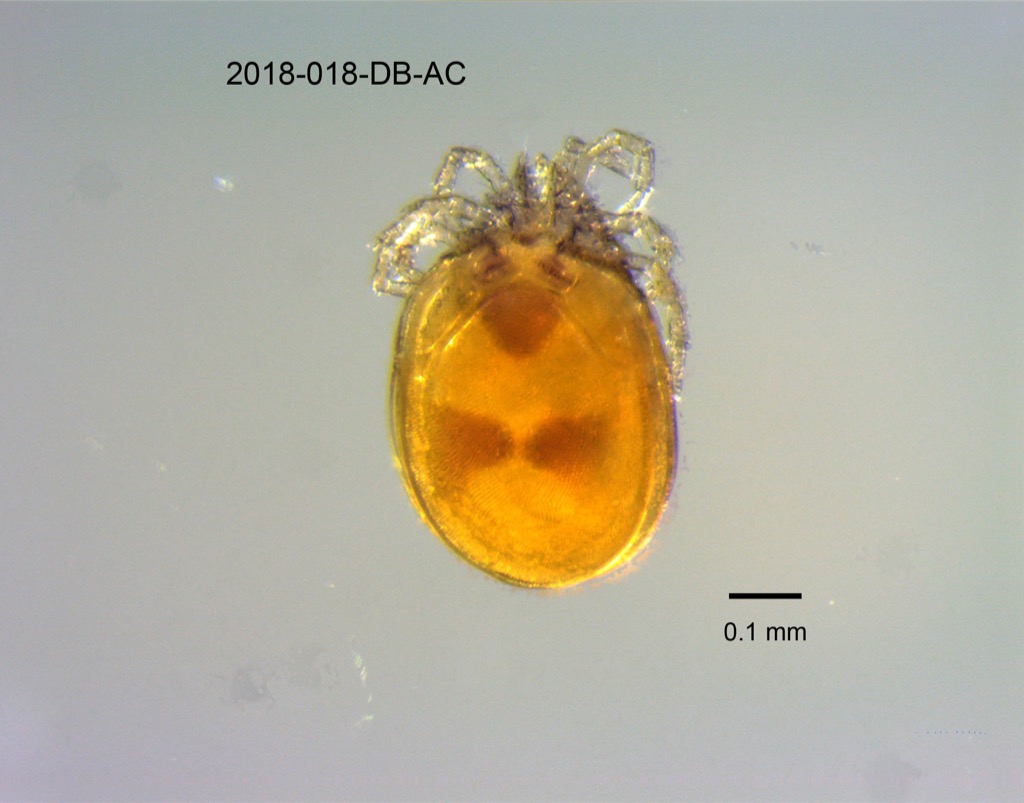 dorsal