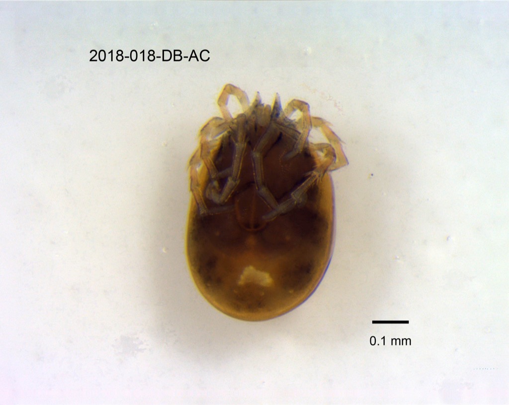 ventral