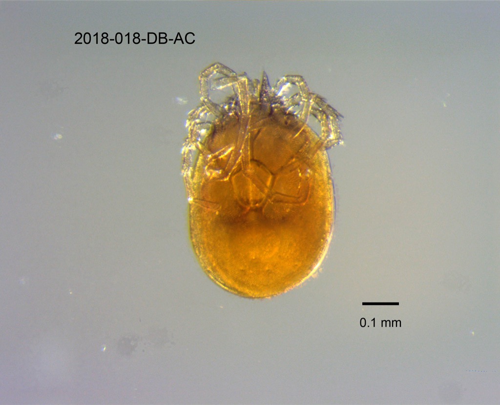 ventral