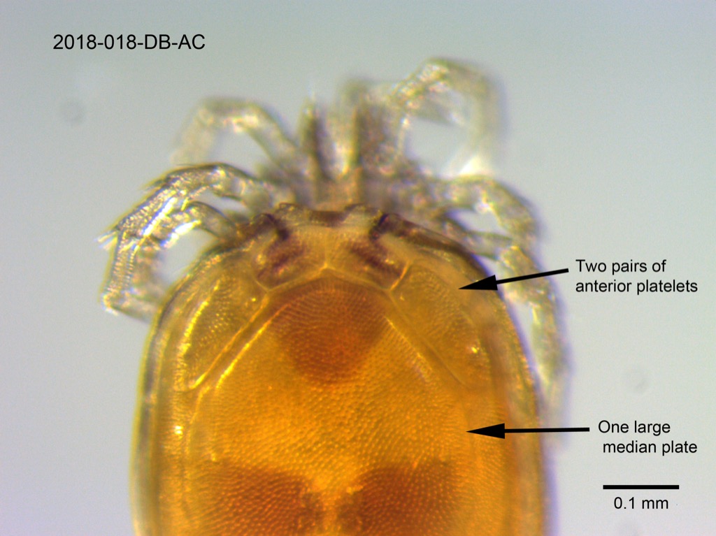 dorsal shield dorsal
