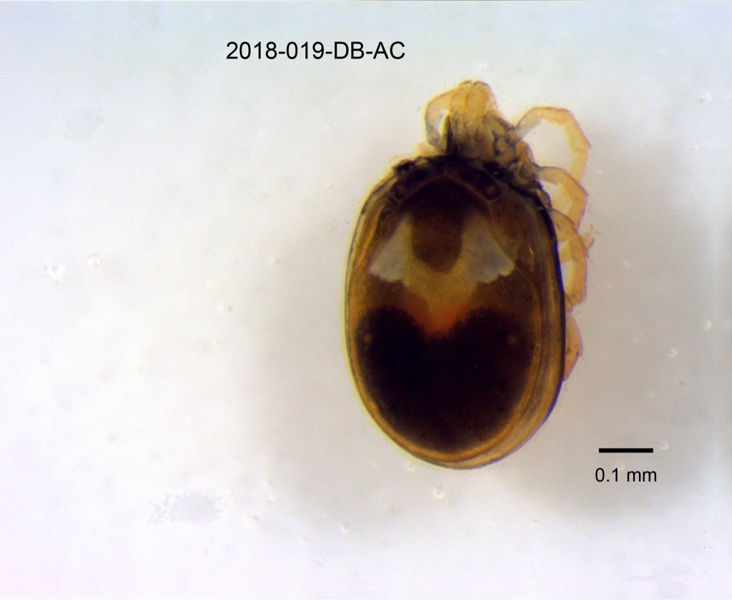 dorsal