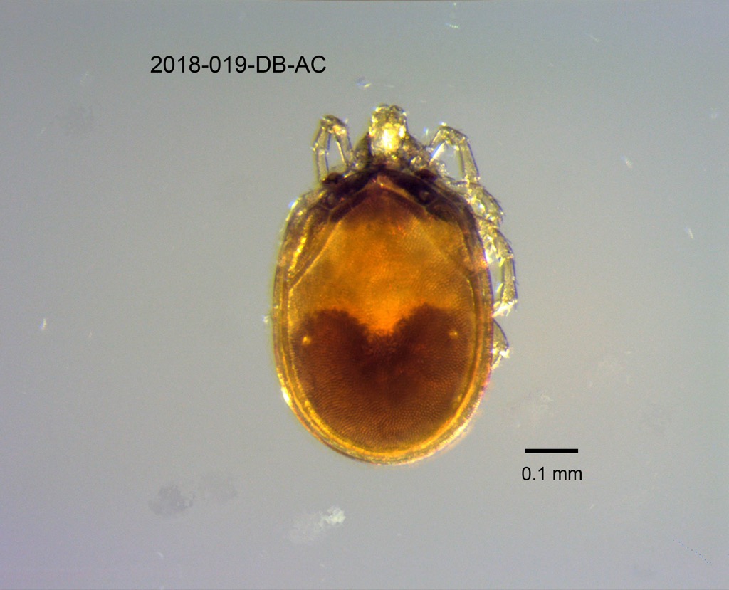dorsal