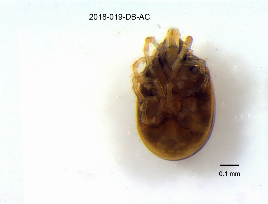 ventral