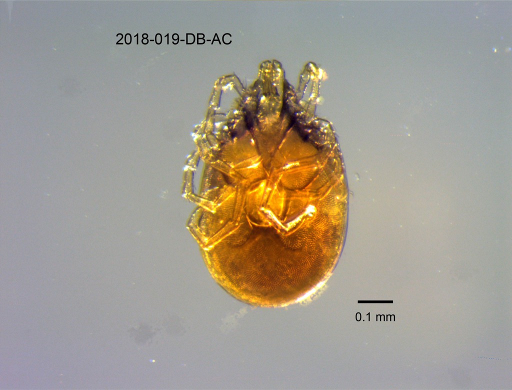 ventral
