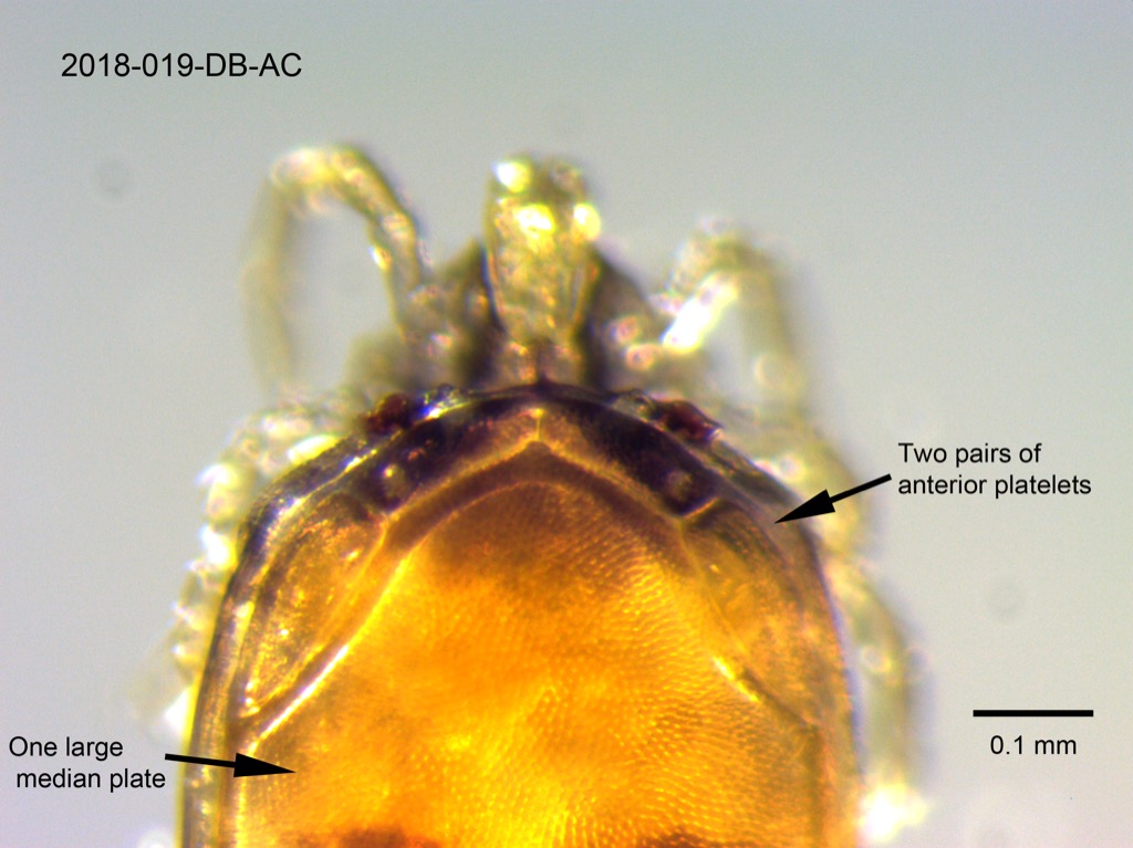 dorsal shield dorsal