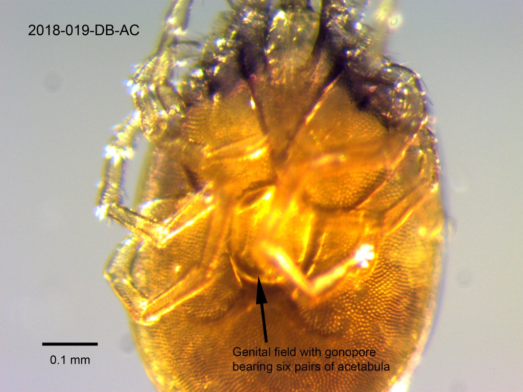 genital field ventral