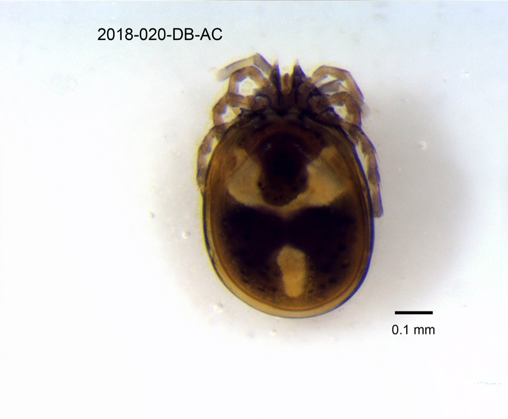 dorsal