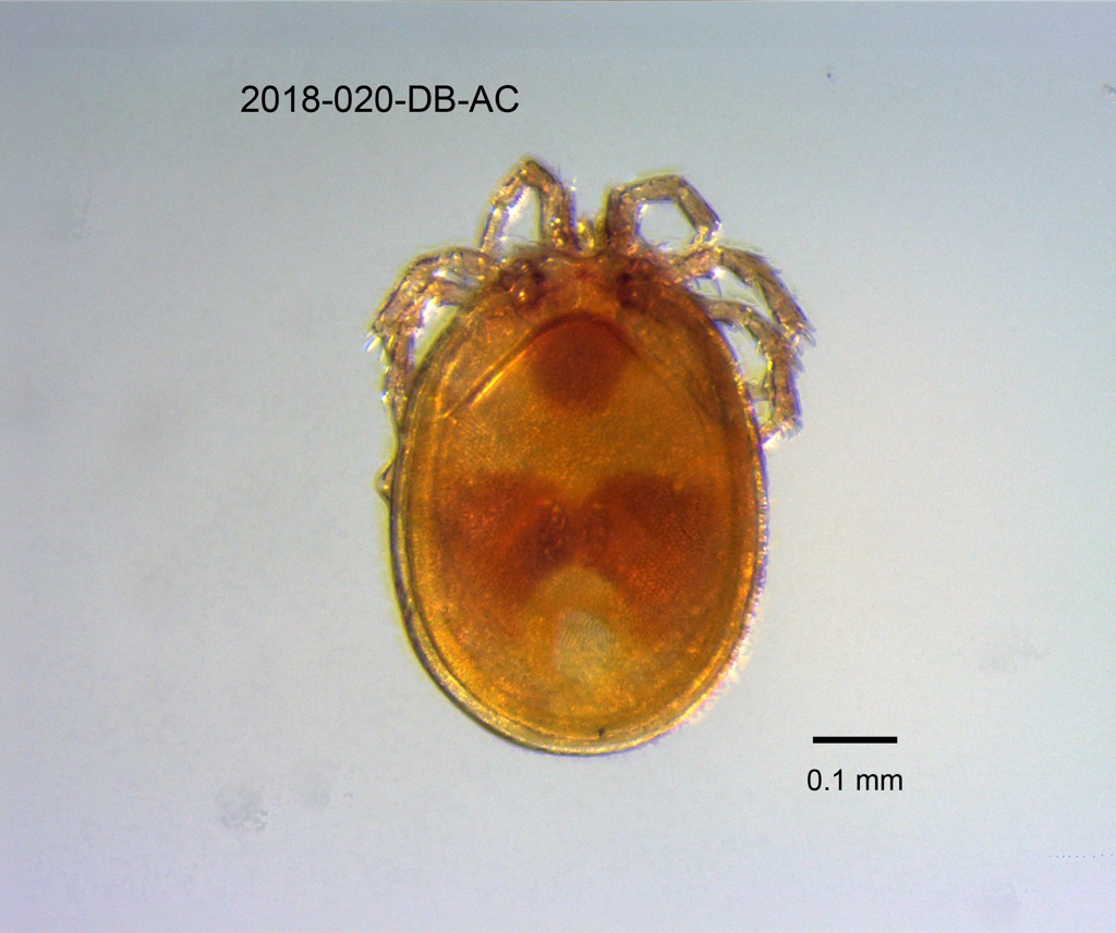 dorsal