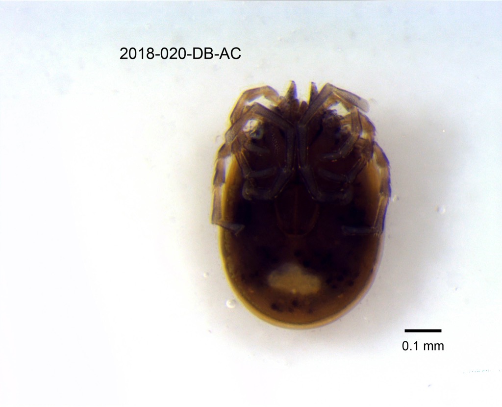 ventral