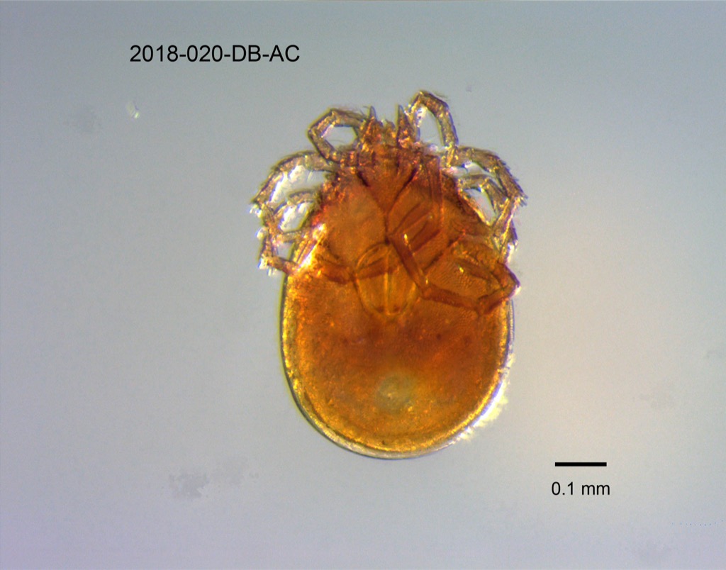 ventral
