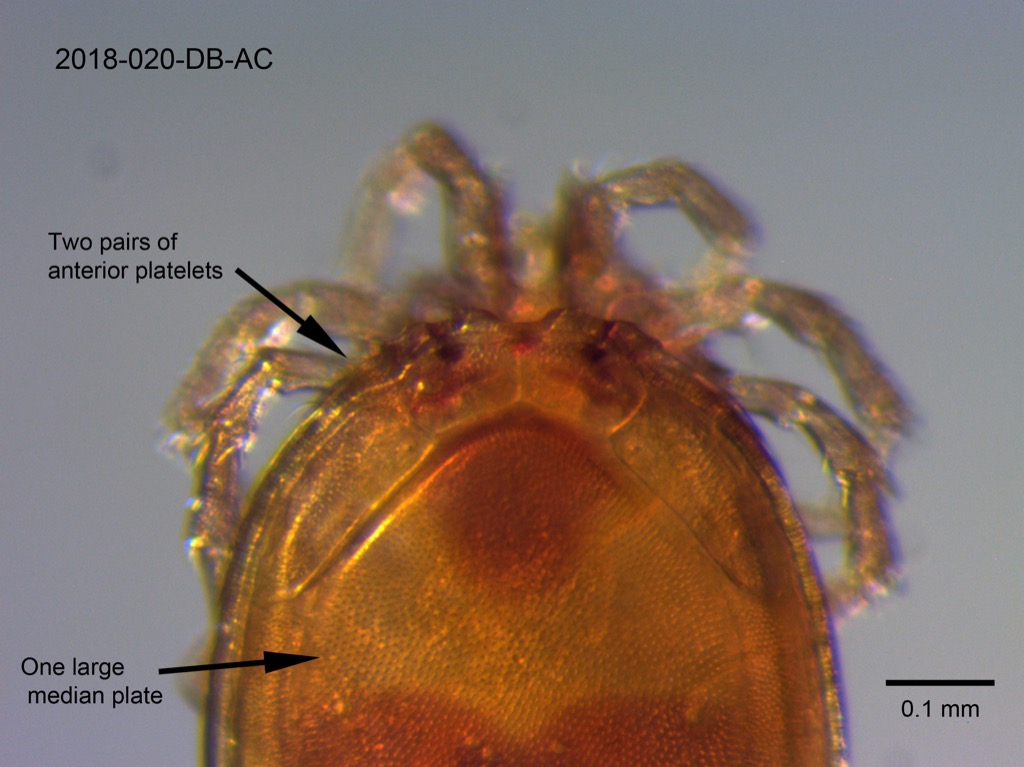 dorsal shield dorsal