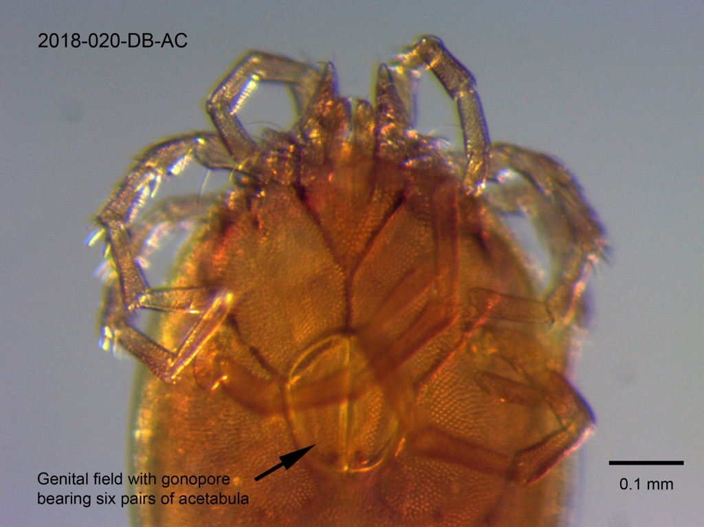 genital field ventral