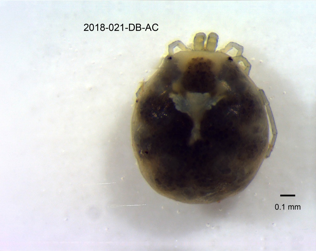 dorsal